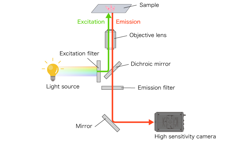 Schematic diagram of an epifluorescence microscope