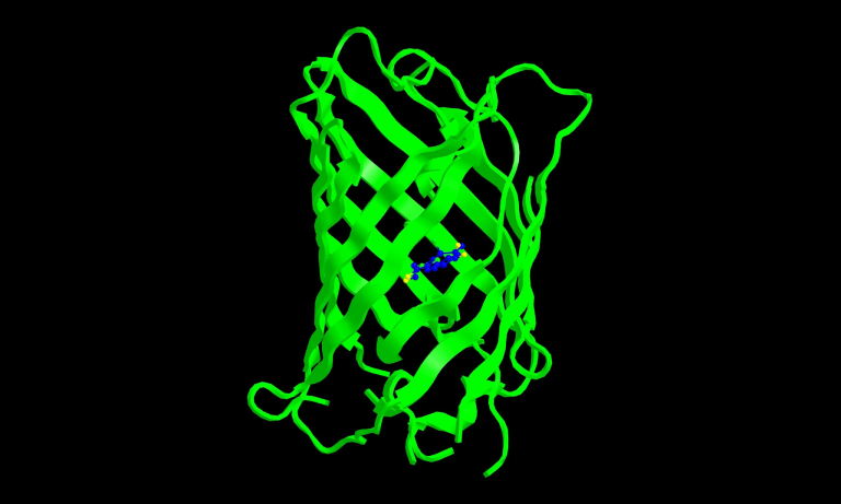 Structure of green fluorescent protein