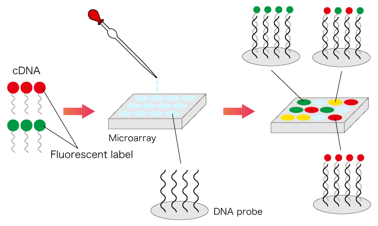 Measurement flow of the DNA microarray