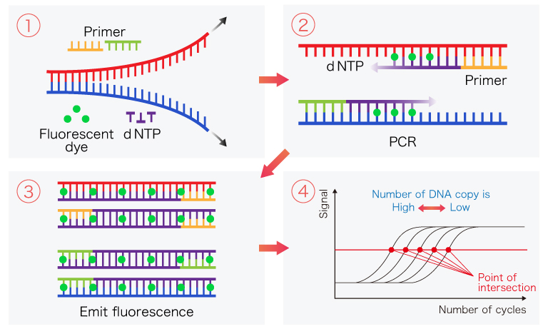 Measurement flow of qPCR