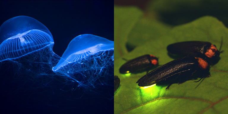 Bioluminescence