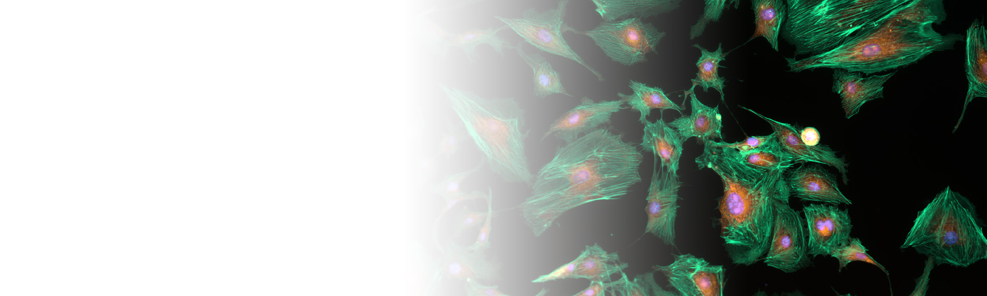 Fluorescence Imaging