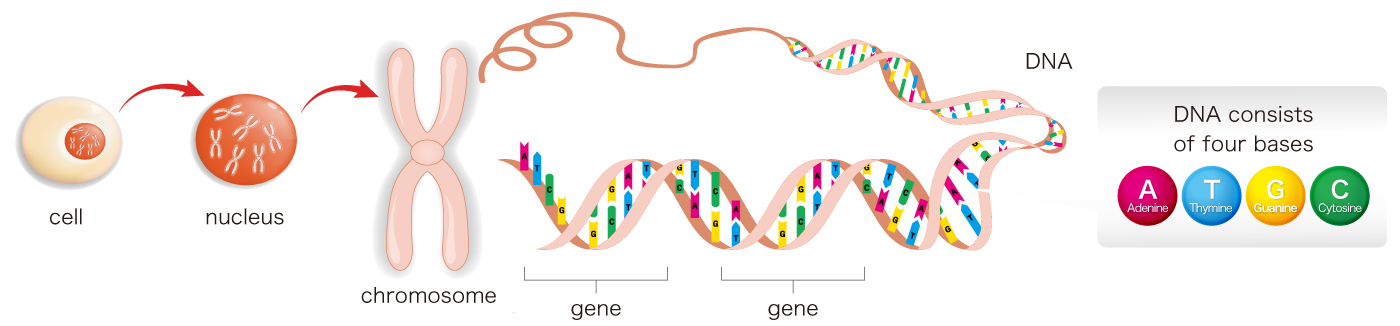 DNA and genes