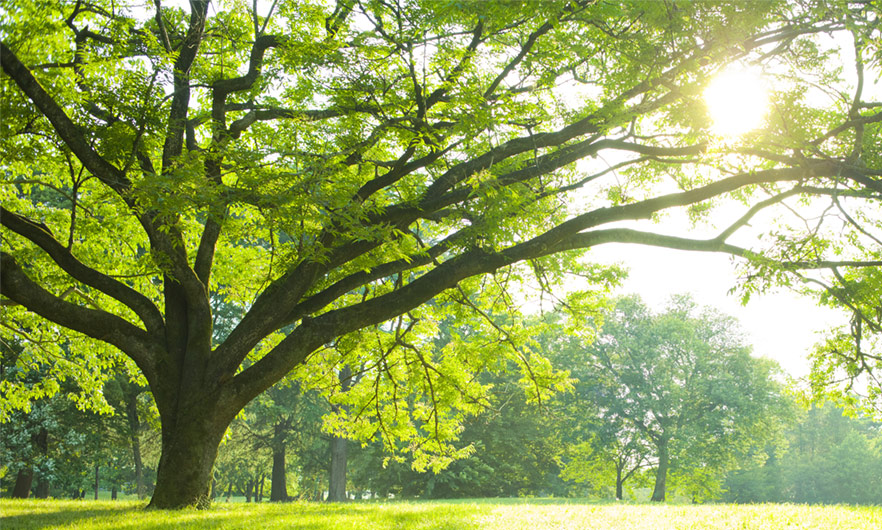 Environmental management